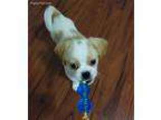 Mutt Puppy for sale in Tobyhanna, PA, USA