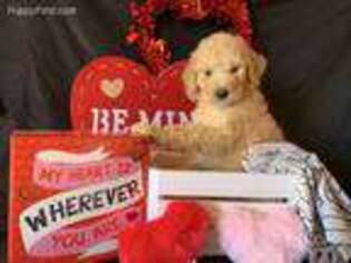 Goldendoodle Puppy for sale in Atlanta, GA, USA