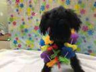 Schnoodle (Standard) Puppy for sale in Clermont, FL, USA
