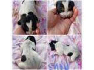 Bluetick Coonhound Puppy for sale in Creston, CA, USA