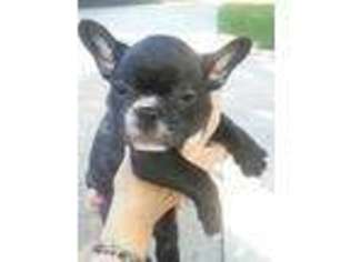 French Bulldog Puppy for sale in BABSON PARK, FL, USA