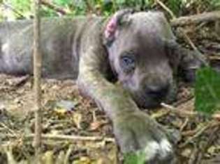 Cane Corso Puppy for sale in Princeton, KY, USA
