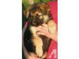 German Shepherd Dog Puppy for sale in LAKEVIEW, MI, USA