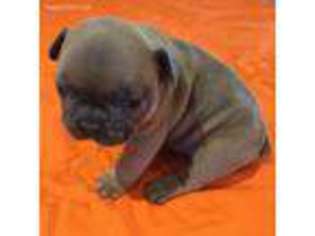 French Bulldog Puppy for sale in Laverne, OK, USA