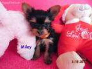 Yorkshire Terrier Puppy for sale in Leslie, MI, USA
