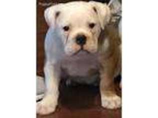 Olde English Bulldogge Puppy for sale in Boston, MA, USA