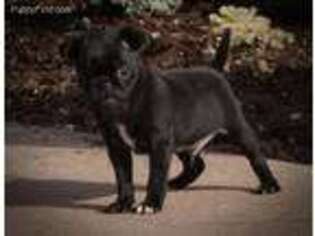 Pug Puppy for sale in Quarryville, PA, USA