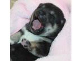 Shiba Inu Puppy for sale in Manito, IL, USA