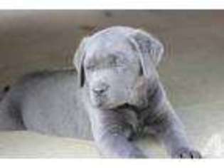 Labrador Retriever Puppy for sale in SALINAS, CA, USA