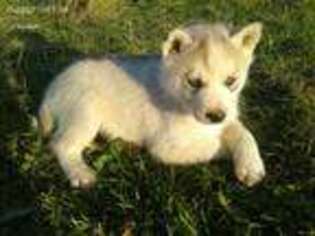 Siberian Husky Puppy for sale in Silver Creek, NY, USA