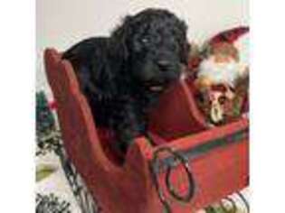 Goldendoodle Puppy for sale in Haines City, FL, USA