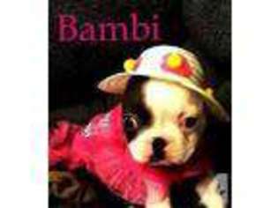 Boston Terrier Puppy for sale in GAY, GA, USA