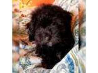 Havanese Puppy for sale in Piedmont, MO, USA