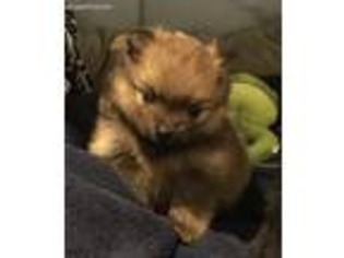 Pomeranian Puppy for sale in Lees Summit, MO, USA