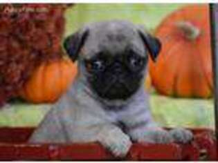 Pug Puppy for sale in Millersburg, PA, USA