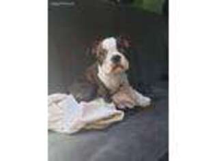 Boston Terrier Puppy for sale in Molalla, OR, USA