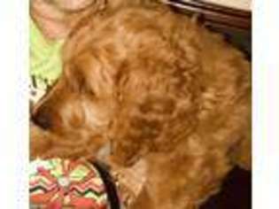 Goldendoodle Puppy for sale in Winnsboro, TX, USA