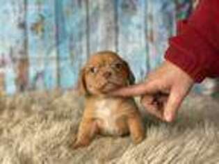 Puggle Puppy for sale in Harrisburg, IL, USA
