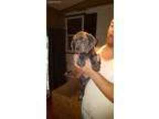 Cane Corso Puppy for sale in Quakertown, PA, USA