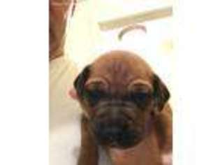 Rhodesian Ridgeback Puppy for sale in New Milford, CT, USA