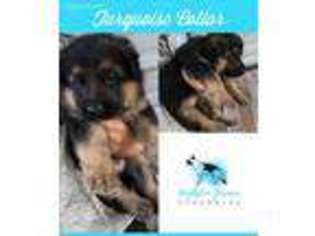 German Shepherd Dog Puppy for sale in Falmouth, MI, USA