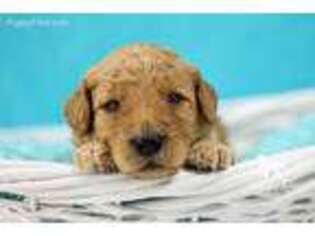 Goldendoodle Puppy for sale in Carlock, IL, USA