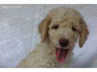 Labradoodle Puppy for sale in Dawsonville, GA, USA