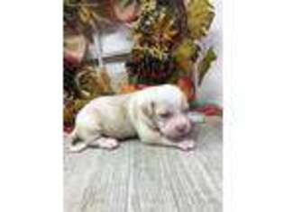 American Bulldog Puppy for sale in Fort Myers, FL, USA