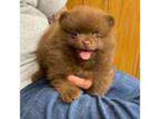 Pomeranian Puppy for sale in Fort Wayne, IN, USA