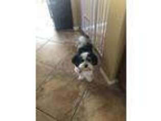 Havanese Puppy for sale in Temecula, CA, USA