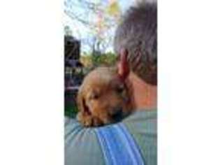 Golden Retriever Puppy for sale in Cottondale, FL, USA