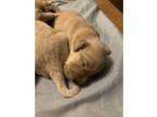 Golden Retriever Puppy for sale in Westminster, CO, USA