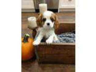 Cavalier King Charles Spaniel Puppy for sale in Silver Springs, NY, USA