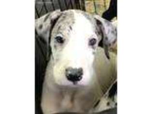 Great Dane Puppy for sale in Mcalester, OK, USA