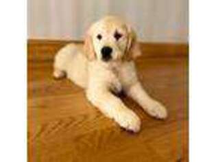 Golden Retriever Puppy for sale in Lowell, MA, USA