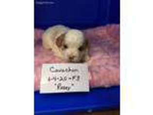 Cavachon Puppy for sale in Clayton, IL, USA