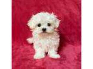Maltese Puppy for sale in Phelan, CA, USA