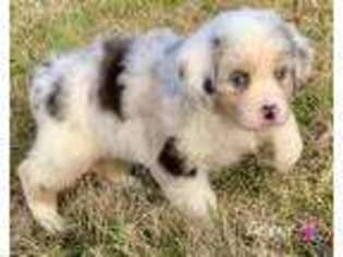 Australian Shepherd Puppy for sale in Marion, IL, USA