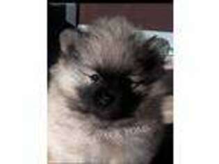 Pomeranian Puppy for sale in Port Saint Lucie, FL, USA