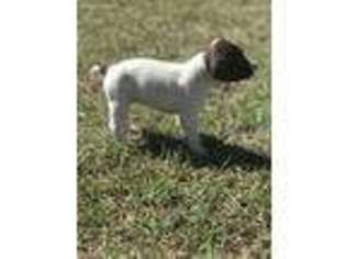 German Shorthaired Pointer Puppy for sale in Tennille, GA, USA