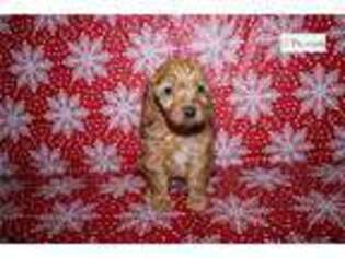 Goldendoodle Puppy for sale in Fort Wayne, IN, USA