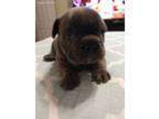 French Bulldog Puppy for sale in Flowery Branch, GA, USA