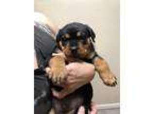 Rottweiler Puppy for sale in Riverview, FL, USA