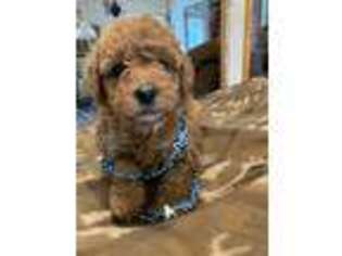 Goldendoodle Puppy for sale in Pinckneyville, IL, USA