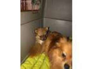 Pomeranian Puppy for sale in Montgomery City, MO, USA