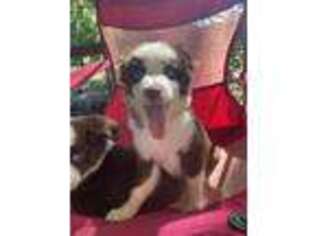 Miniature Australian Shepherd Puppy for sale in Griffin, GA, USA