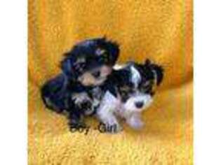 Yorkshire Terrier Puppy for sale in Downey, CA, USA