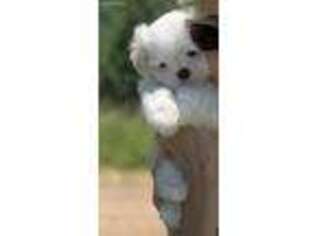 Maltese Puppy for sale in Pelsor, AR, USA