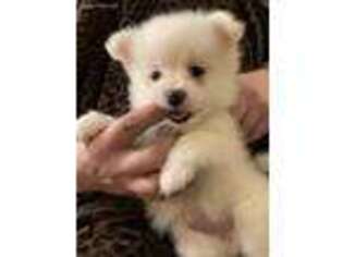 Pomeranian Puppy for sale in Saint Louis, MO, USA