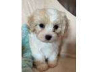 Cavachon Puppy for sale in Beulah, CO, USA
